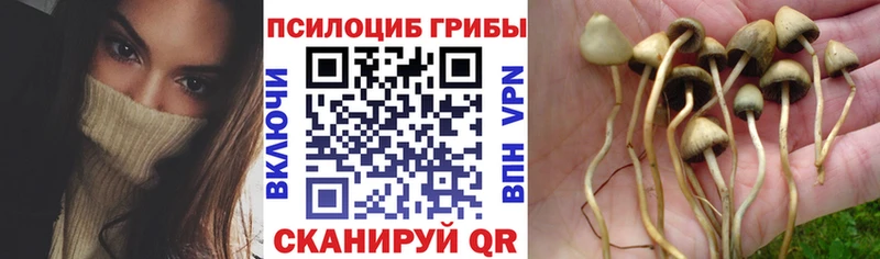даркнет сайт Староминская Галлюциногенные грибы Cubensis